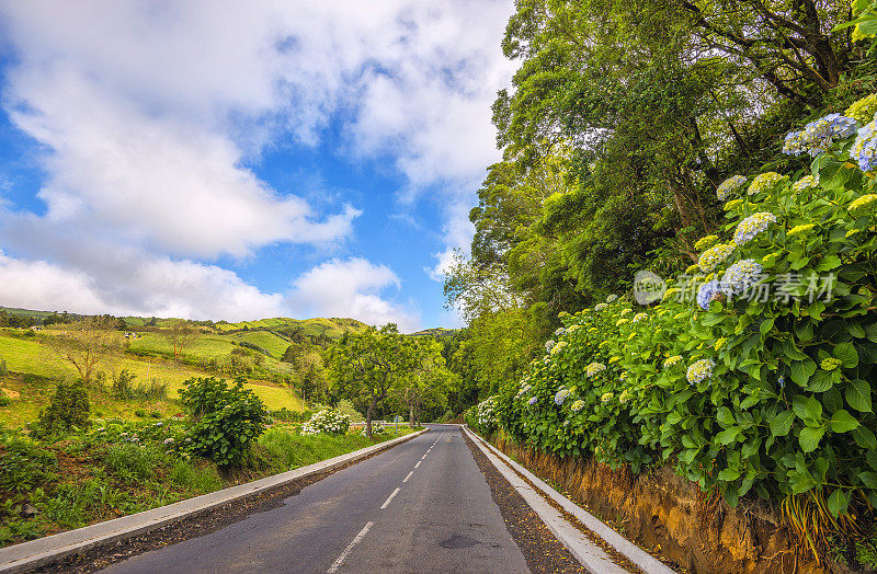 绣球花环绕的乡村道路和美丽的风景，圣米格尔(亚速尔群岛)