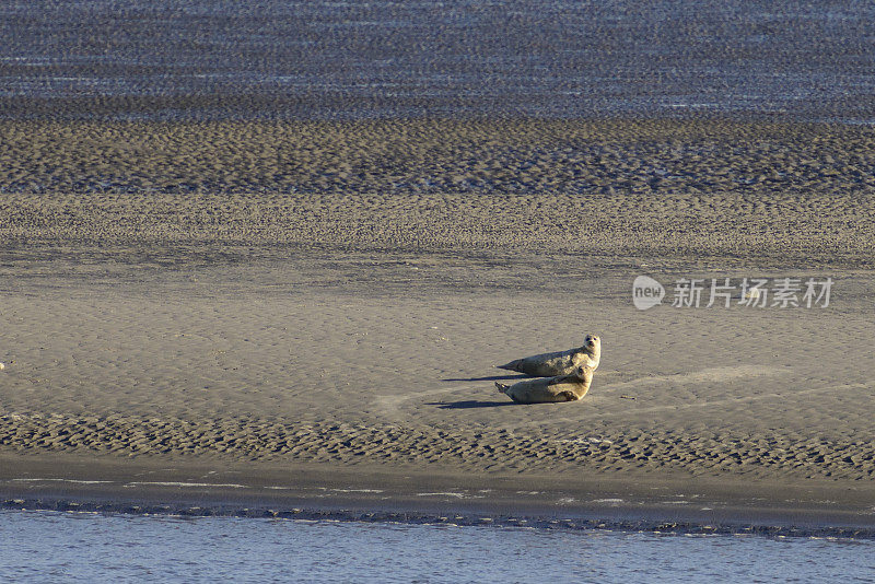 两只灰海豹在潮汐沙滩上休息