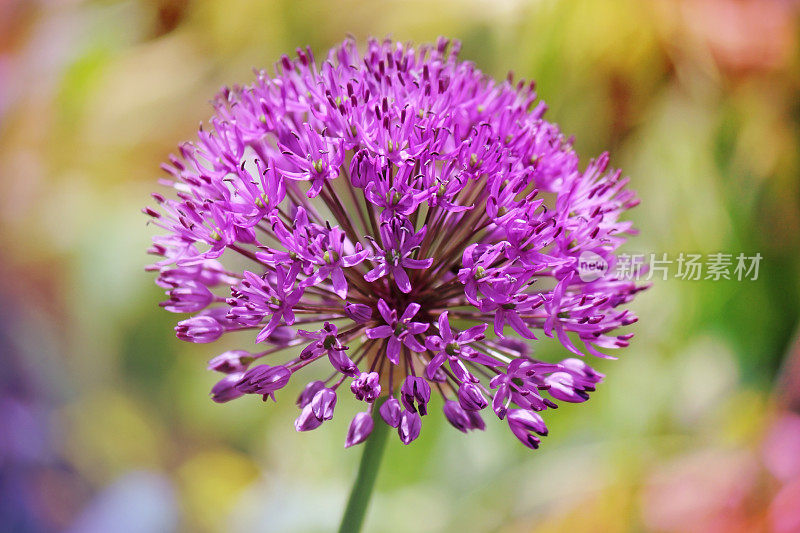 紫色的葱属植物的花