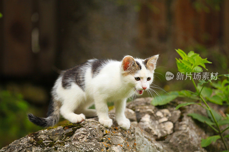 丢失的小猫户外