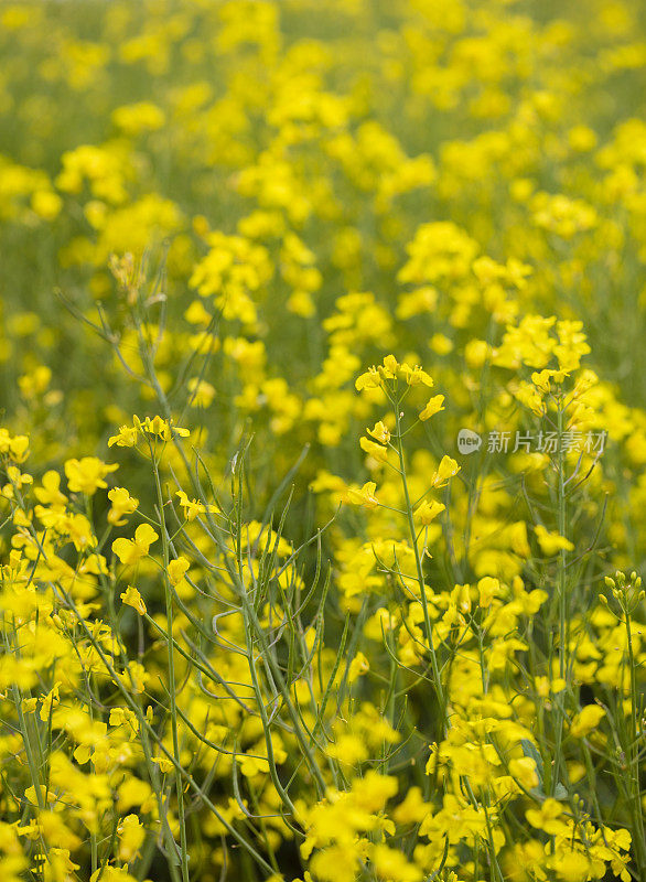 菜籽花