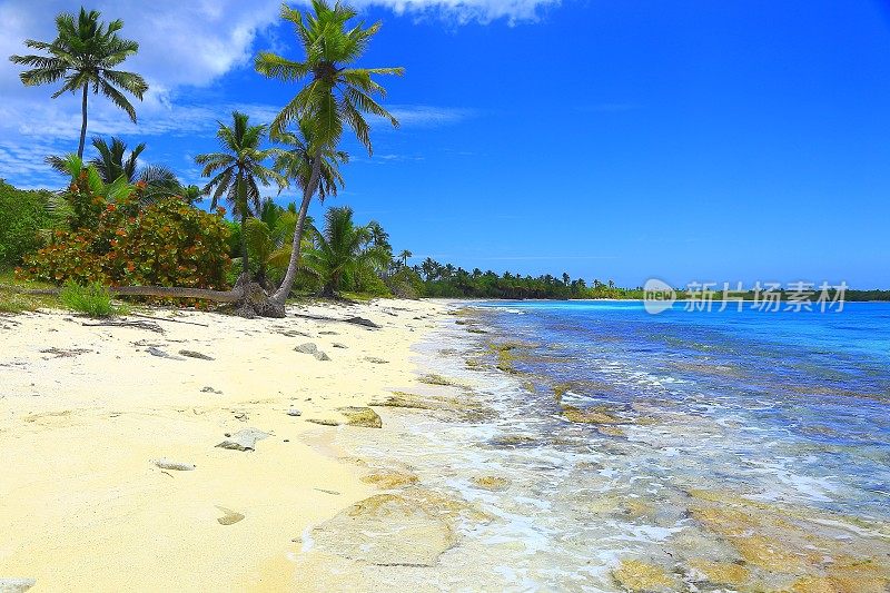 热带天堂:蓝绿色的加勒比海滩梦幻风景，白色的沙滩，棕榈树