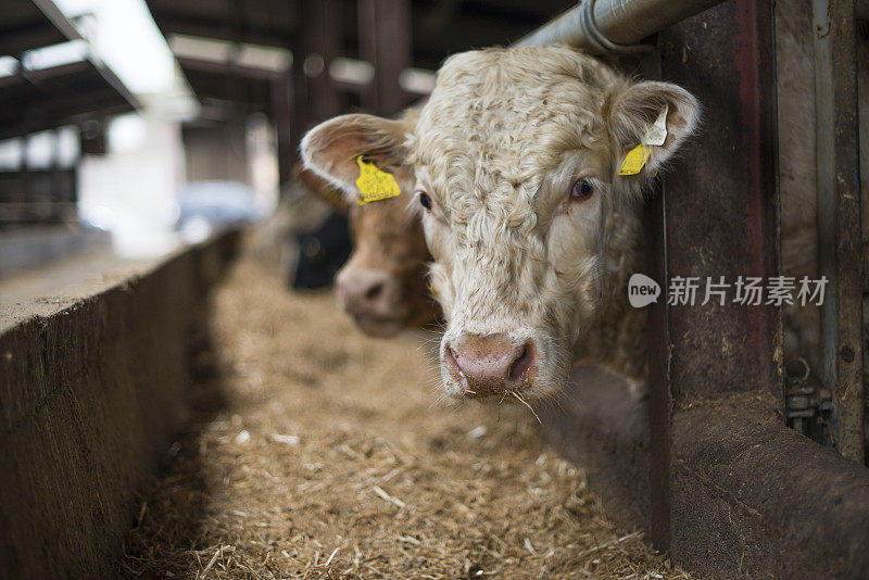 喂食时公牛在围栏里