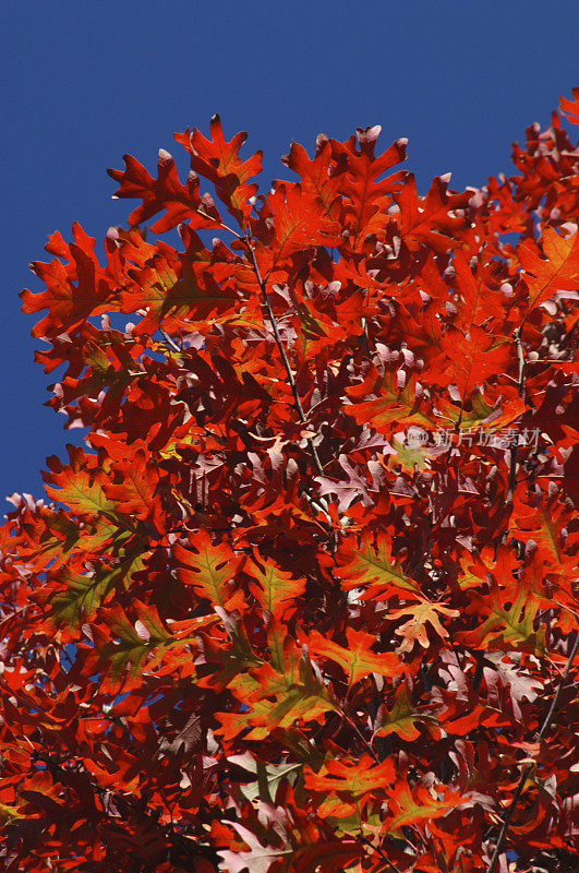 秋天火红的橡树叶子秋天树叶蓝色的天空