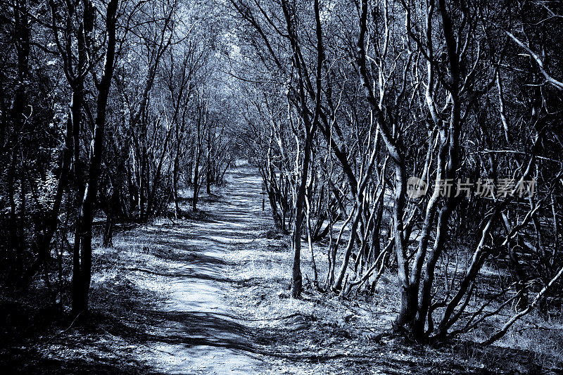 黑暗可怕的森林万圣节恐怖可怕的预示蓝色的道路
