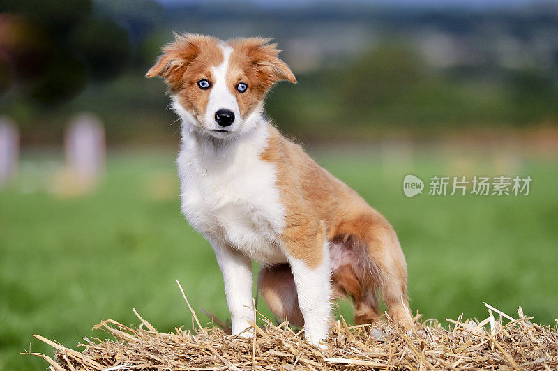 威尔士牧羊犬