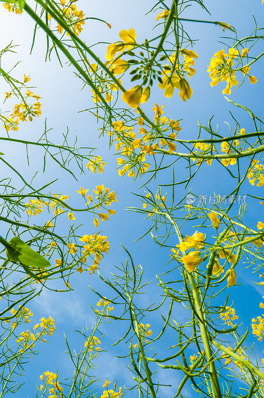 油菜花儿