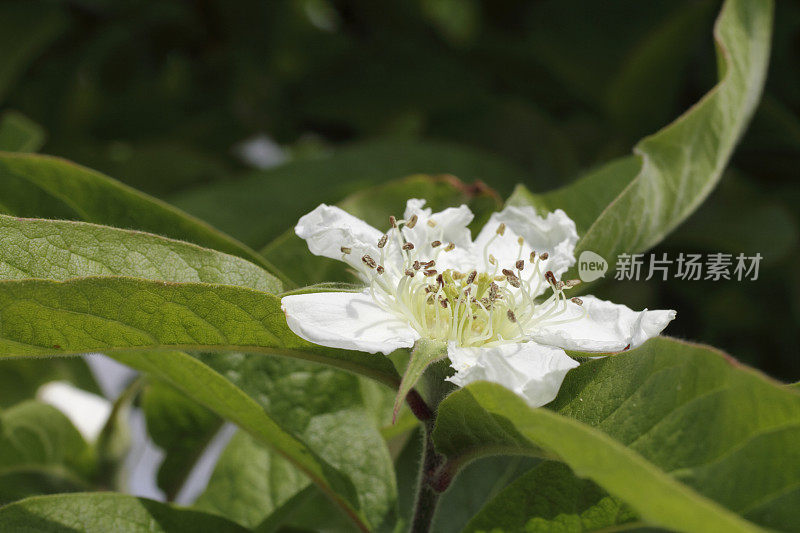 德国野果枸杞的白色花