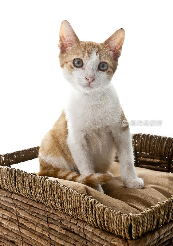 橙色和白色的小猫坐在篮子里的枕头上
