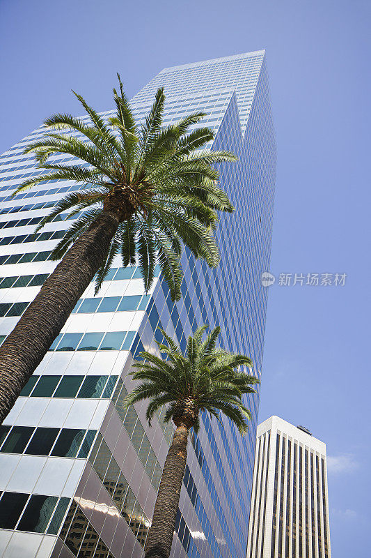 摩天大楼和棕榈树-洛杉矶