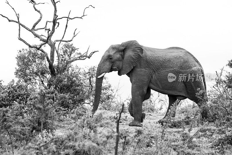 非洲象的黑白图像