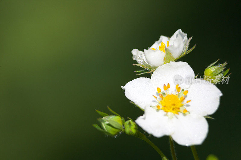 野草莓开花