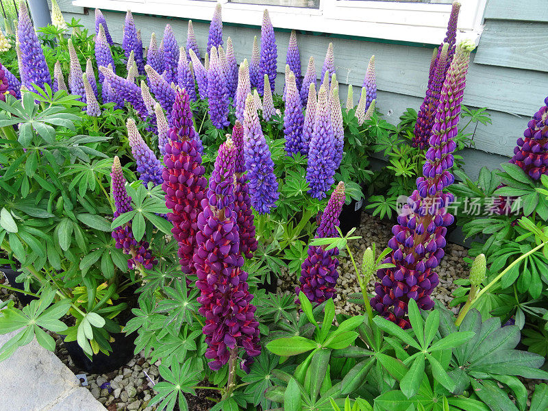 花园草本花卉与紫色羽扇豆(lupinus)图案