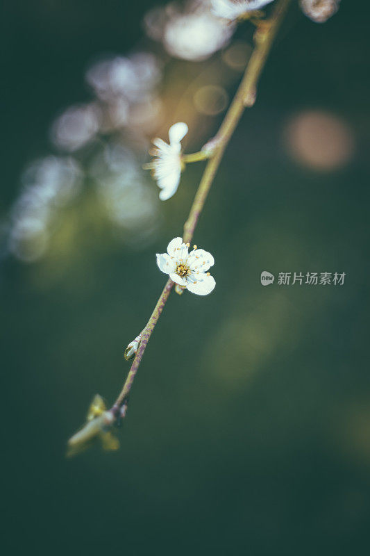 杏仁树开花