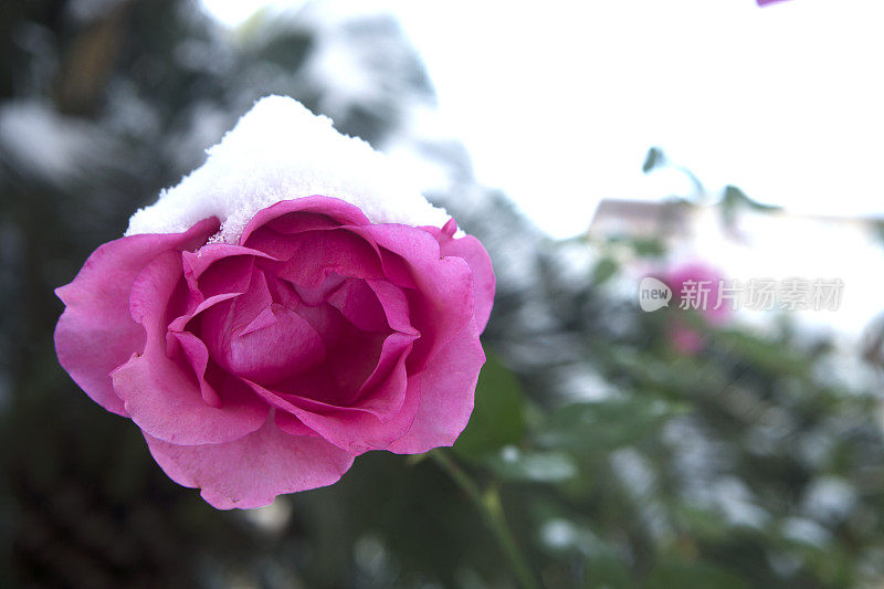 雪中的粉红玫瑰，特写