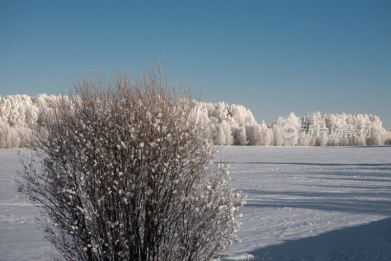 白霜覆盖的树木
