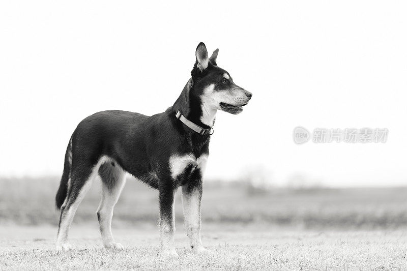 西伯利亚猎犬小狗