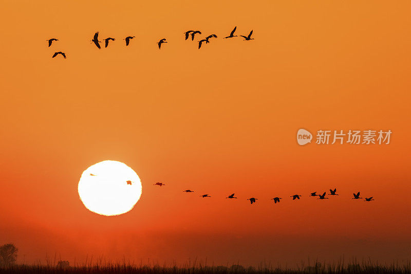 沙丘鹤在日出上飞翔，加利福尼亚，美国