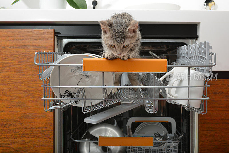 淘气的猫进入洗碗机