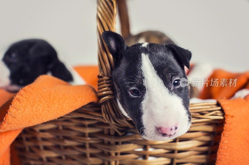 黑色和白色的斗牛梗幼犬