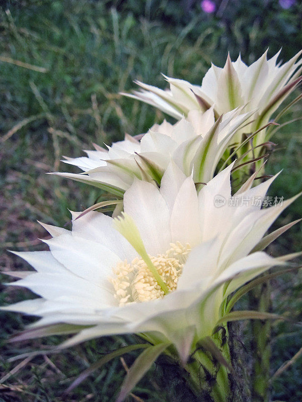 仙人掌的花