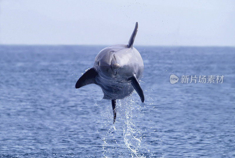 会飞的海豚，在自由螺旋跳跃的公海上