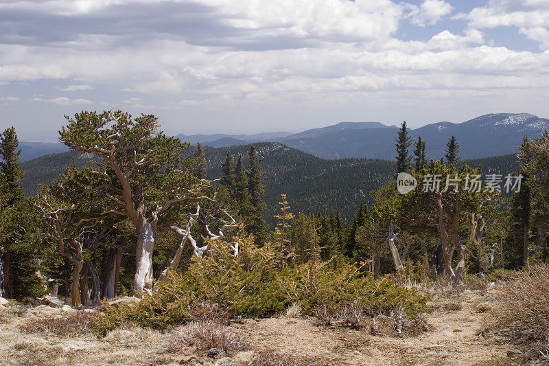 高山树