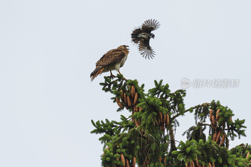 红尾鹰被蓝鸦袭击