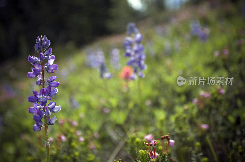 羽扇豆在夏日的阳光下变暖。山羊岩荒野，华盛顿