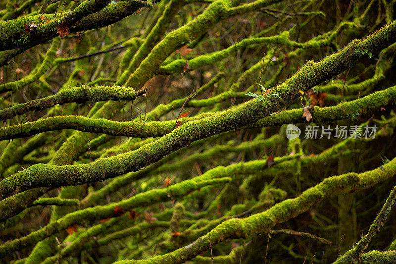 长满青苔的分支