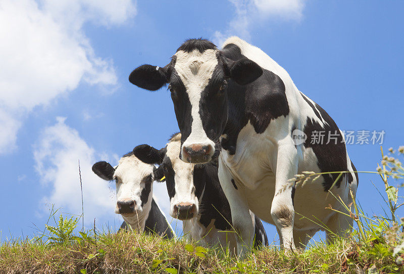 三头奶牛往下看