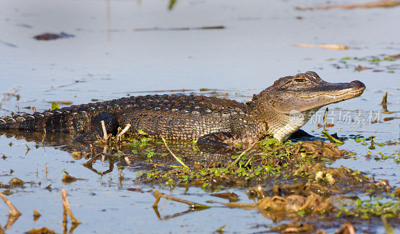 佛罗里达沼泽中的短吻鳄