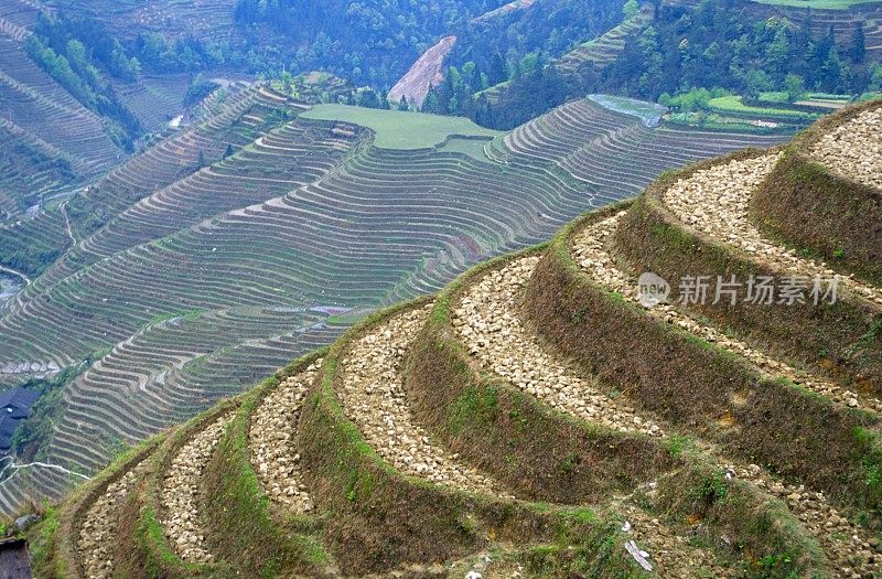 水稻梯田