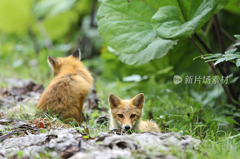 小狐狸