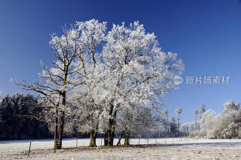 树木有白霜
