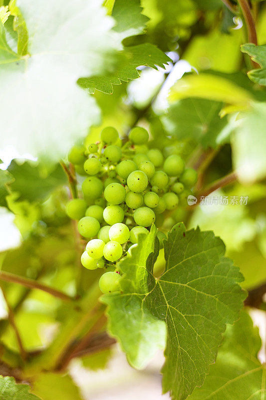 年轻的绿葡萄