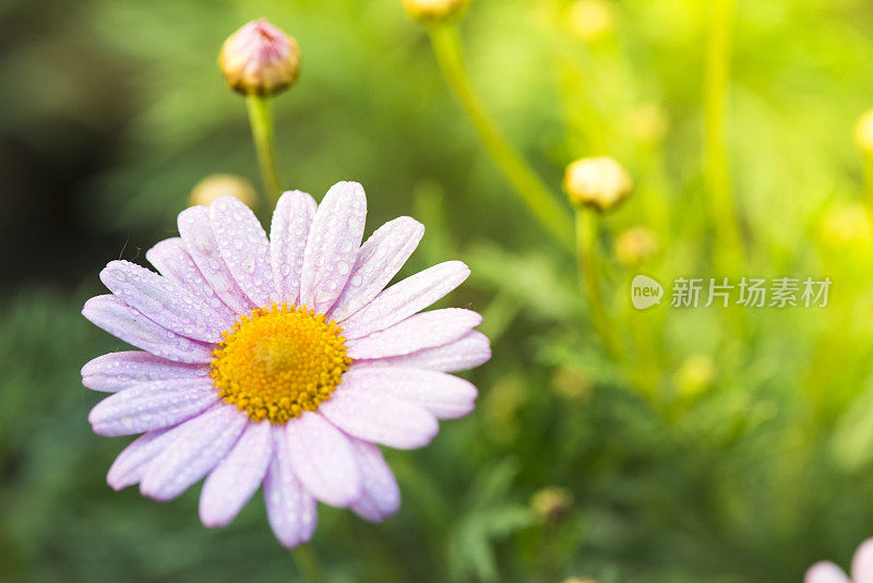 田野里的洋甘菊花