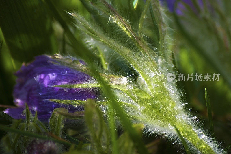 朝鲜白头翁