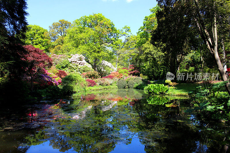 大花园池塘与睡莲，枫倒影和杜鹃花