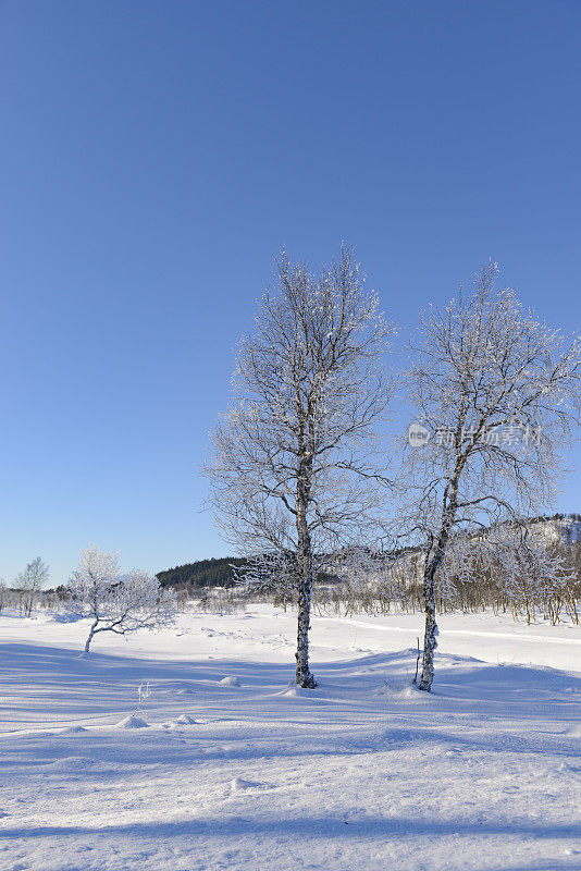 挪威森加岛冬日的雪景