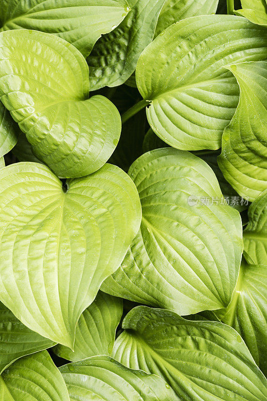 玉簪属草本植物叶子的背景