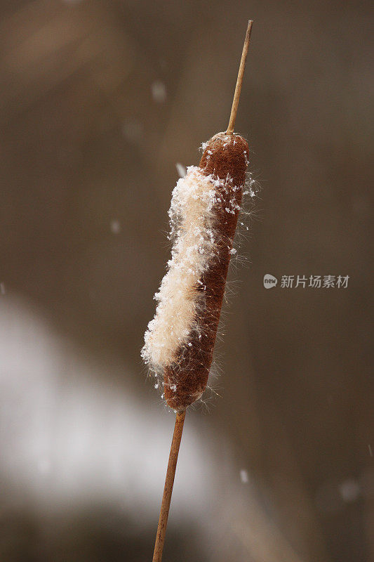 暴风雪下的芦苇耳朵