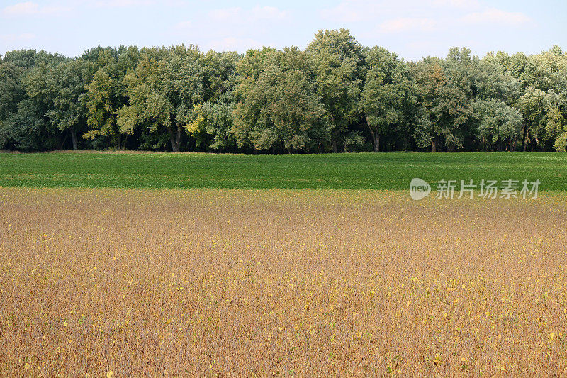 在爱荷华州西北部的田地里成熟的大豆