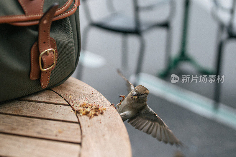 贪婪的麻雀