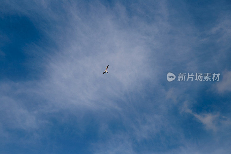 海鸥在高高的天空中飞翔