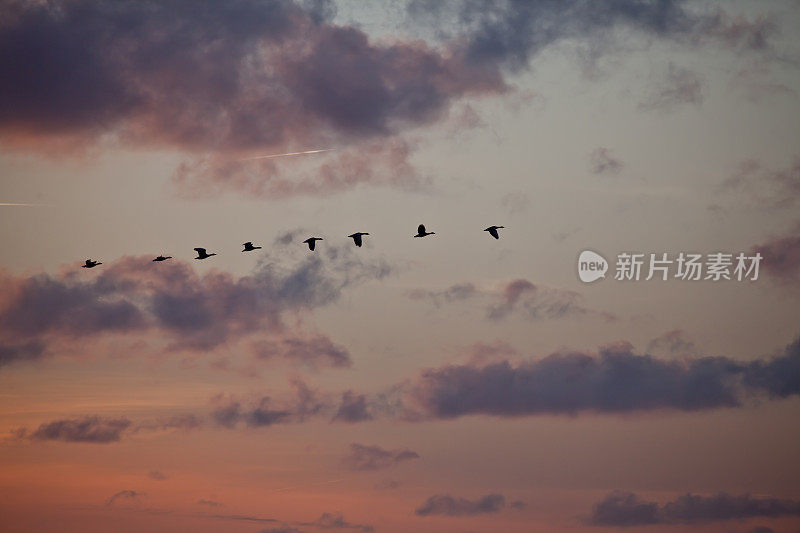 阴沉的天空和大雁