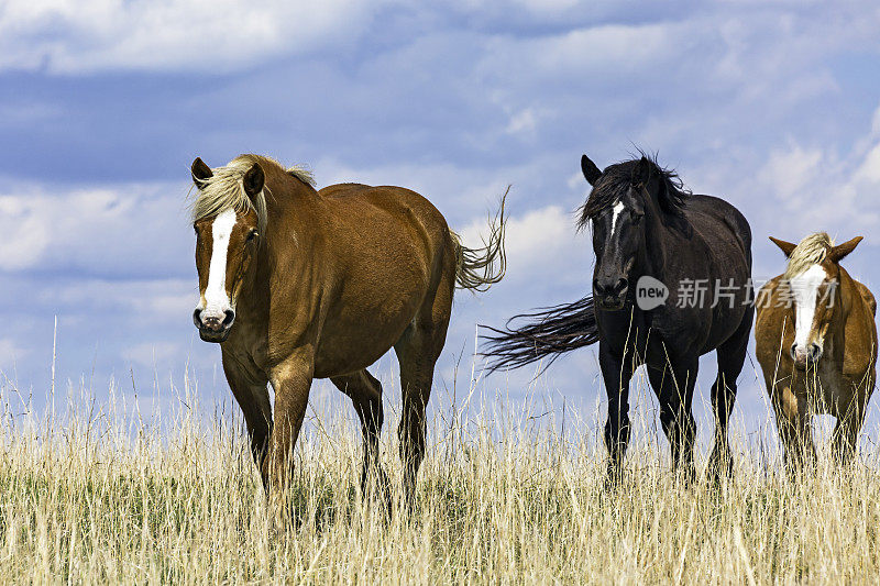 跟着领头的——围场里的三匹马