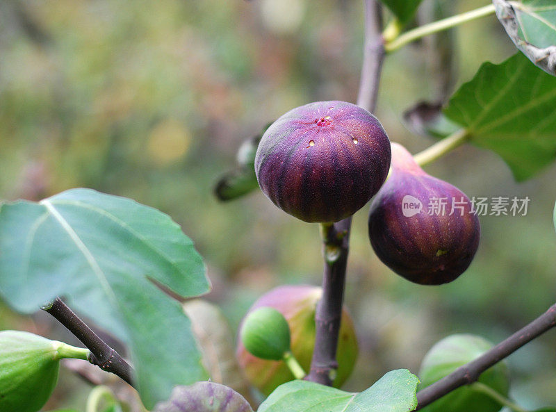 成熟的无花果