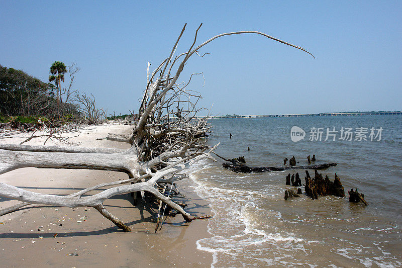 浮木海滩上的树根