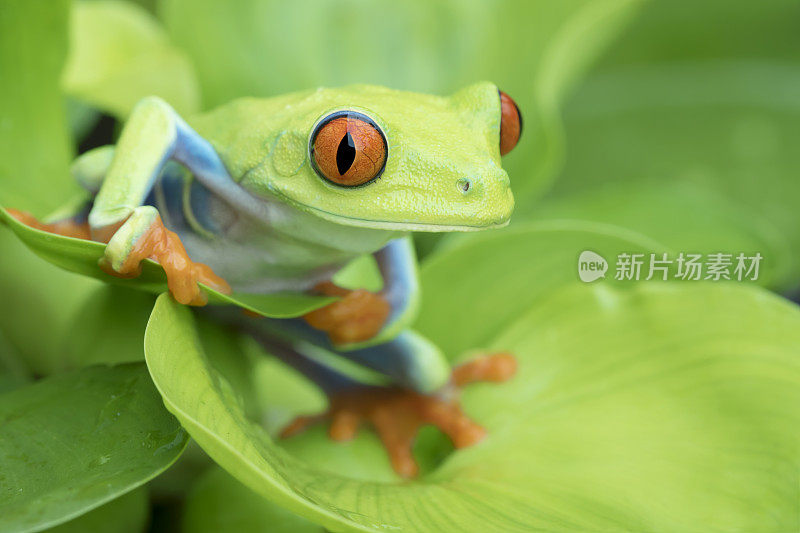 可爱的热带红眼树蛙在水葫芦